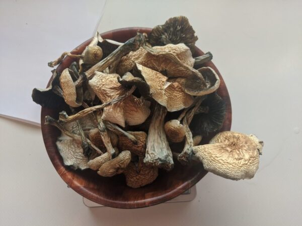 Magic Mushrooms For Sale Online